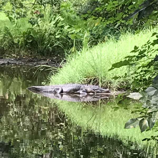 Watch for Baby Gators