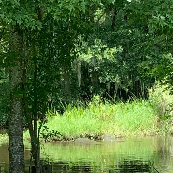 When Big Fishweir Creek hits high tide, manatees can be seen during some seasons.